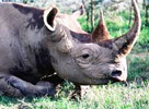 Corne de rhinocéros